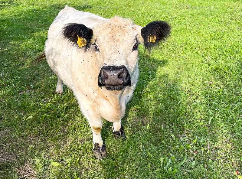 Weiß mit schwarzen Ohren